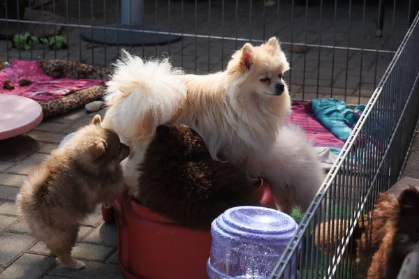 Unii Pui Pomeranian Sunt Alăptați Mama Lor — Fotografie, imagine de stoc