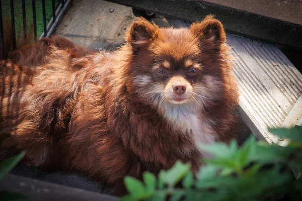 a portrait of a brown Pomeranian dwarf spitz dog