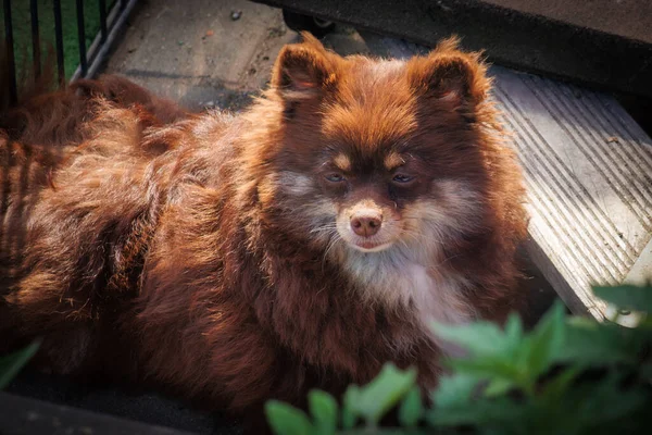 a portrait of a brown Pomeranian dwarf spitz dog