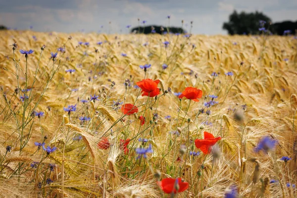 红色的罂粟和蓝色的玉米花矗立在一片棕色的玉米地上 — 图库照片