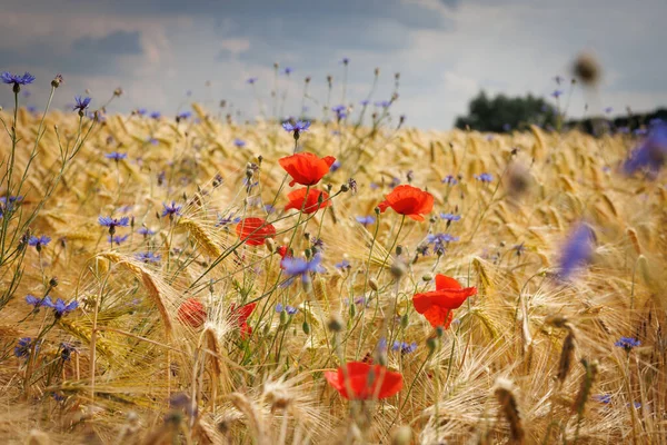 Rote Mohnblumen Und Blaue Kornblumen Stehen Einem Braunen Kornfeld — Stockfoto