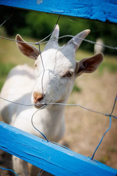Portret Młodej Kozy Stojącej Niebieskim Ogrodzeniem — Zdjęcie stockowe
