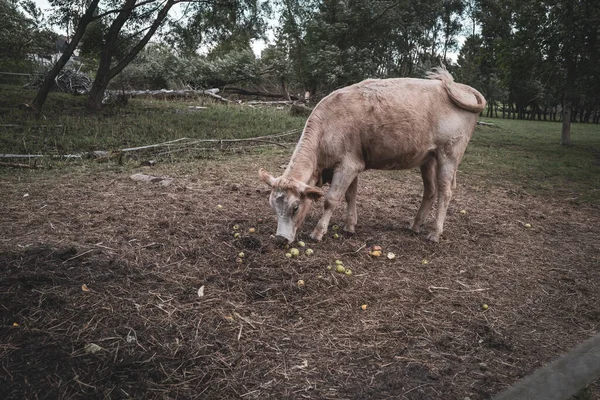 Una Vaca Joven Come Manzanas Tiradas Suelo —  Fotos de Stock