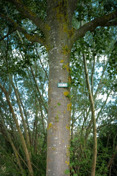 Stromy Jsou Postupně Očíslovány Znakem — Stock fotografie