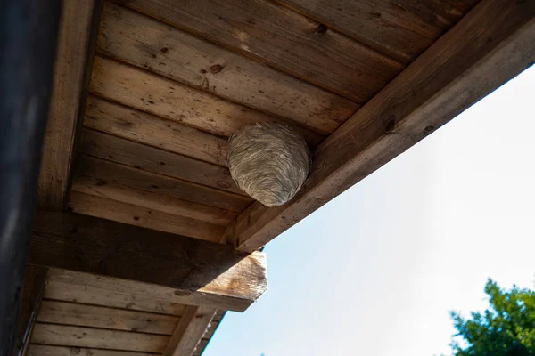 许多黄蜂在木制屋顶下筑起了一个大蜂窝 — 图库照片