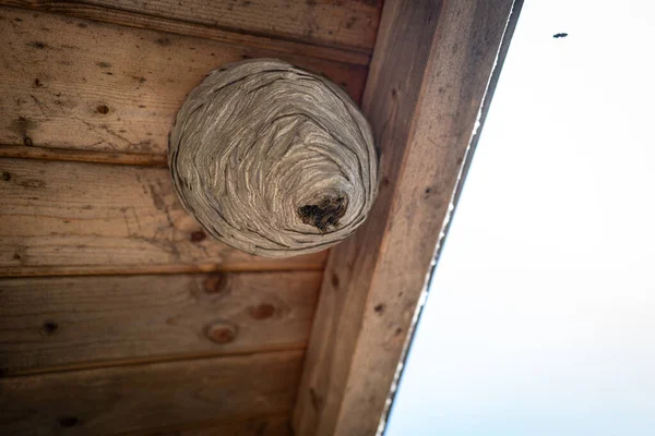 Many Wasps Have Built Large Wasp Nest Wooden Roof — Stock Photo, Image