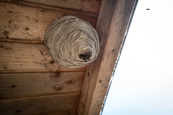 许多黄蜂在木制屋顶下筑起了一个大蜂窝 图库图片