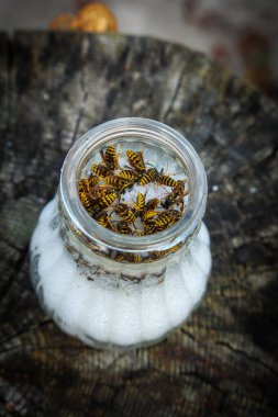 Pek çok eşek arısı şeker kavanozundaki şekeri yer.