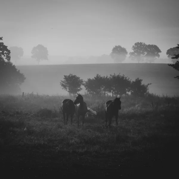三匹马站在晨雾中的草地上 — 图库照片