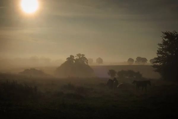 three horses standing in the morning fog on a meadow