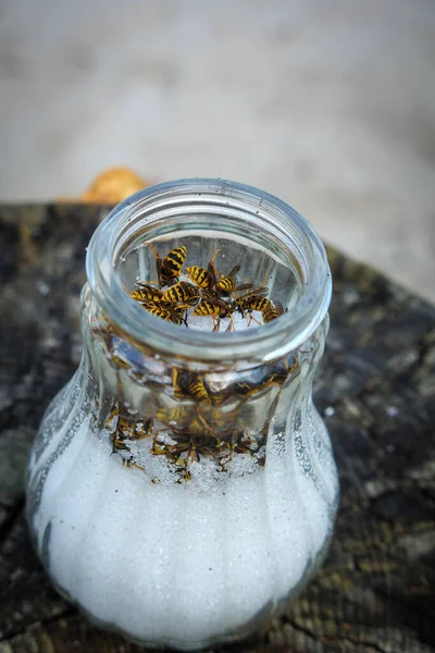 Much wasps eat the sugar in a sugar jar