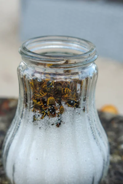 Much wasps eat the sugar in a sugar jar