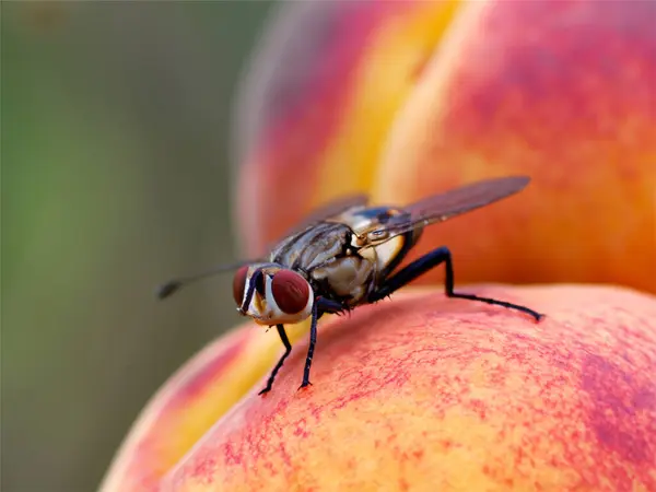 一只苍蝇坐在桃子上的特写镜头 图库照片