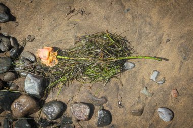 Sahilde tek bir gül var.