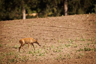 Genç, kahverengi bir geyik tarladaki genç bitkileri yiyor.