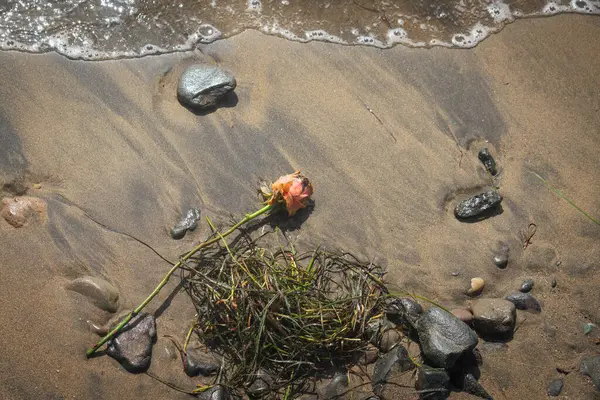 on the beach there is a single rose in the sea grass
