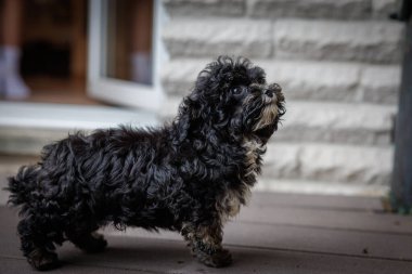 Küçük siyah bir Bolonka köpeği ilginç bir şekilde çevreyi keşfediyor.