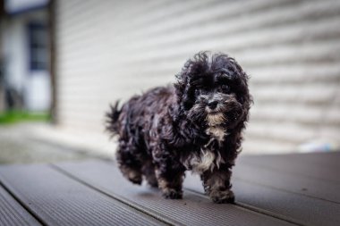 Küçük siyah bir Bolonka köpeği ilginç bir şekilde çevreyi keşfediyor.