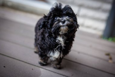 Küçük siyah bir Bolonka köpeği ilginç bir şekilde çevreyi keşfediyor.