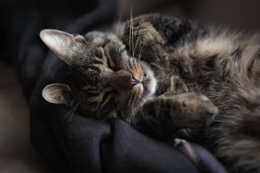 Battaniyenin üzerinde yatan sevimli bir ev kedisinin portresi.