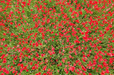 A whole field is full of red blooming poppies clipart