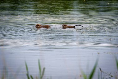 Birbiri ardına gölette yüzen iki fındık.
