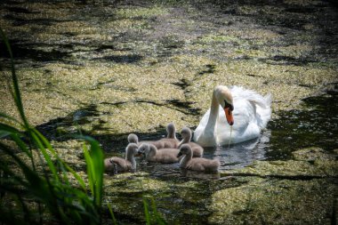 Yavrularıyla gölde yüzen bir kuğu.
