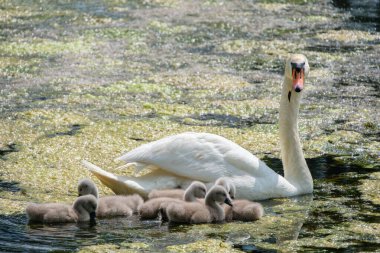 Yavrularıyla gölde yüzen bir kuğu.