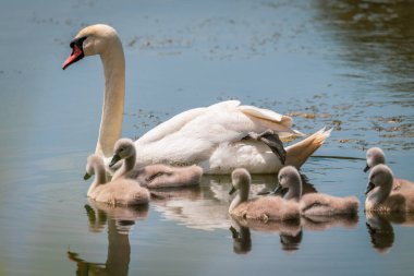 Bir kuğu bir sürü yavrusuyla gölde yüzer.