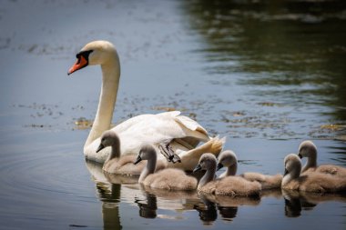 Bir kuğu bir sürü yavrusuyla gölde yüzer.