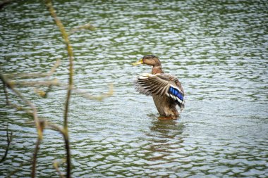 Vahşi bir ördek tüylerini göle döker.
