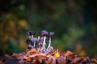 A group of small black mushrooms on the forest floor in autumn clipart