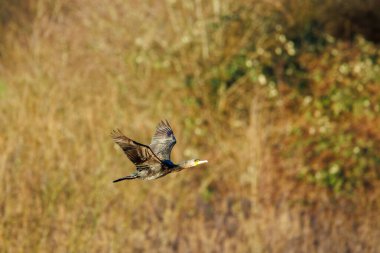 Uçan bir karabatağa yakın çekim
