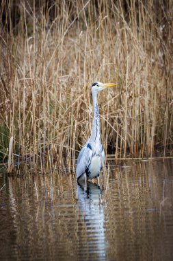 Bir balıkçıl suda durur ve avını bekler.