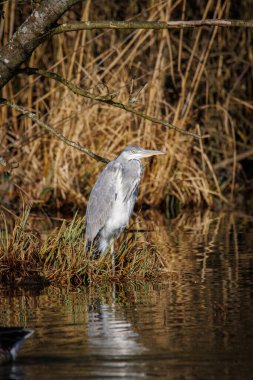 Bir balıkçıl suda durur ve avını bekler.