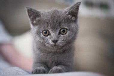 Çok genç bir İngiliz kısa hava kedisinin portresi. 