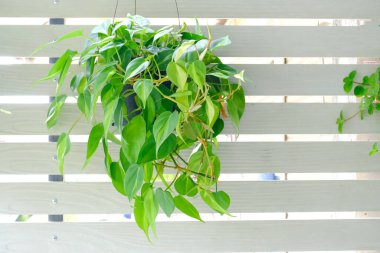 Philodendron Brasil (Philodendron Hederaceum Scandens Brasil) beyaz duvara asılır. Çiçek saksısında sarı çizgili tropik sarmaşık ev bitkisi. Modern iç dekorasyon için ev bitkisi bakım konsepti