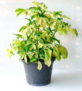 Ahtapot Ağacı veya Şemsiye Ağacı (Schefflera Actinophylla, Schefflera Arboricola) siyah tencerede bulunur. Modern iç dekorasyon için sera. Egzotik sarı ve yeşil yapraklar bitki