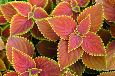 Coleus veya Boyanmış Nettle tropikal ağacı (Plectranthus scutellarioides), Lamiaceae familyasından bir bitki türü. Turuncu ve kahverengi yapraklı ev bitkisi.