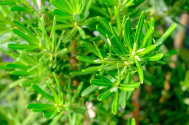 Podocarpus polystachyus tropikal ağacı (Sea Teak, Jati Laut, Jati Bukit, Podo Laut, Setada, Sentada, Sintada) PODOCARPACEAE aile bitkisidir. Daimi, çok eski ve yaprak döken bir bitki değil..