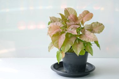 'Sengonyum Podophyllum Neon Robusta' adlı pembe ve yeşil ok şekilli yaprakları beyaz arka planda izole edilmiş siyah bir tencerede bulunan pembe sengonyum tropikal ağacı..