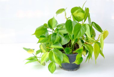 Philodendron Brasil (Philodendron Hederaceum Scandens Brasil) siyah kapta. Çiçek saksısında sarı çizgili tropik sarmaşık ev bitkisi. Modern iç dekorasyon için ev bitkisi bakım konsepti