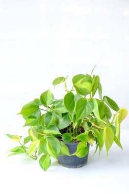 Philodendron Brasil (Philodendron Hederaceum Scandens Brasil) siyah kapta. Çiçek saksısında sarı çizgili tropik sarmaşık ev bitkisi. Modern iç dekorasyon için ev bitkisi bakım konsepti