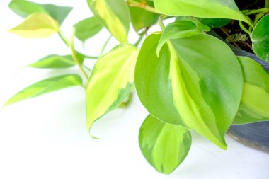 Philodendron Brasil (Philodendron Hederaceum Scandens Brasil) beyaz arka planda izole edilmiştir. Sarı çizgili tropik sarmaşık ev bitkisi. Modern iç dekorasyon için ev bitkisi bakım konsepti