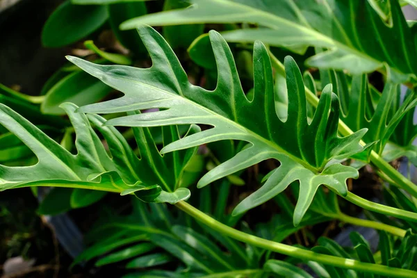 Daun Philodendron Xanadu Untuk Produk Iklan Desain Tanaman Tropis Rata — Stok Foto