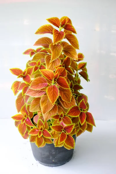 Plectranthus Scutellarioides Uma Espécie Planta Com Flor Pertencente Família Lamiaceae — Fotografia de Stock
