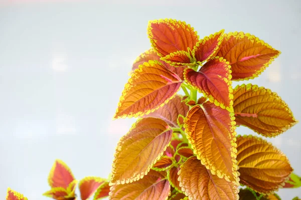 Coleus Eller Painted Nettle Tropiskt Träd Plectranthus Scutellarioides Familjen Lamiaceae — Stockfoto