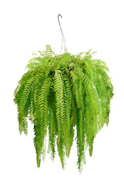 Boston eğreltiotu (Nephrolepis exaltata Bostoniensis) saksıda yetişir. Güzel yeşil eğrelti otları ofis ya da ev dekorasyonu için duvarda asılı, beyaz arka planda izole yeşil ev bitkisi