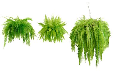 Boston eğreltiotu koleksiyonu (Nephrolepis exaltata Bostoniensis) rattan demlikte yetişir. Güzel yeşil eğreltiotu Hasır bir sepette ev dekorasyonu için, beyaz arka planda izole edilmiş