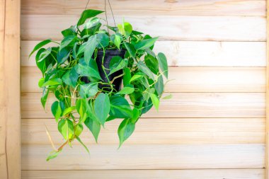 Philodendron Brasil (Philodendron Hederaceum Scandens Brasil) tahta duvara asılır. Çiçek saksısında sarı çizgili tropik sürüngen bitkisi. Meşe duvarda yeşil ev bitkisi, modern iç dekorasyon.